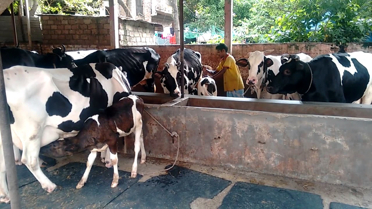 Bangladeshi cattle sellers find new challenge 